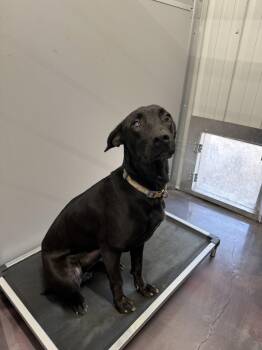 Daiquiri -  Labrador Retriever Dog Available for Adoption in Corning, Arkansas - Daiquiri | PetCurious