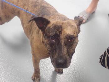 Rescue Australian Cattle Dog Blue Heeler and Mixed Breed Dogs for Adoption in St. Cloud, Florida - TWIZZLER | PetCurious