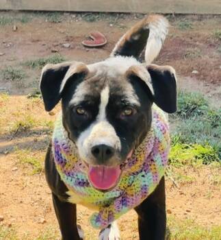 Rescue Pit Bull Terrier and Mixed Breed Dogs for Adoption in Seneca, South Carolina - Patricia- $85 | PetCurious