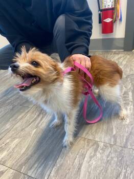 Rescue Pomeranian and Mixed Breed Dogs for Adoption in Rensselaer, Indiana - Winston | PetCurious