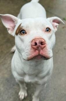 Park Place -  Pit Bull Terrier Dog for Adoption in Chicago, Illinois - Park Place | PetCurious