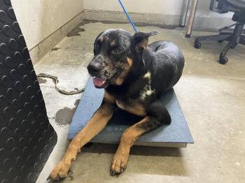 TAREK -  German Shepherd Dog and Catahoula Leopard Dog Dog for Adoption in Camarillo, California - TAREK | PetCurious