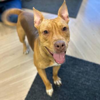 Olive -  American Staffordshire Terrier Dog for Adoption in Manchester, Tennessee - Olive | PetCurious