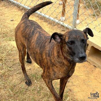 Rescue Dutch Shepherd and Shepherd Dogs for Adoption in Washington, District Of Columbia - Gabriela | PetCurious