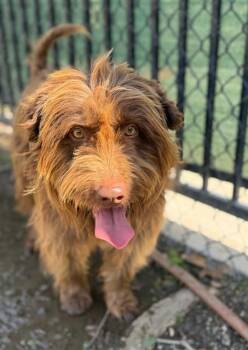 Labrador Retriever and Poodle Dogs Available for Adoption - ROCCO | PetCurious