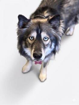 Siberian Husky and Mixed Breed Dogs Available for Adoption in Bowling Green, Kentucky - Aspen | PetCurious