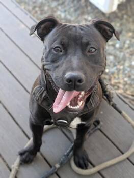 Mayhem -  Pit Bull Terrier Dog for Adoption in Sacramento, California - Mayhem | PetCurious