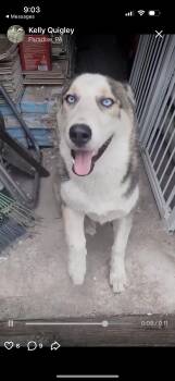 Husky Dogs Available for Adoption - Charlie  | PetCurious