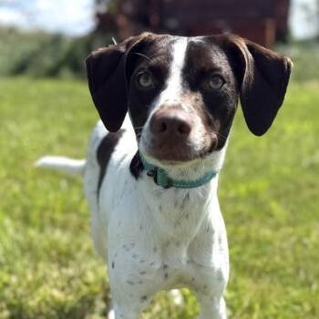 German Shorthaired Pointer and Whippet Dogs Available for Adoption in Washington, Pennsylvania - Lillian | PetCurious