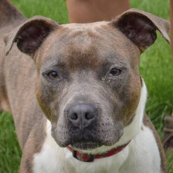 Que -  American Staffordshire Terrier and American Bulldog Dog for Adoption in Huntley, Illinois - Que | PetCurious