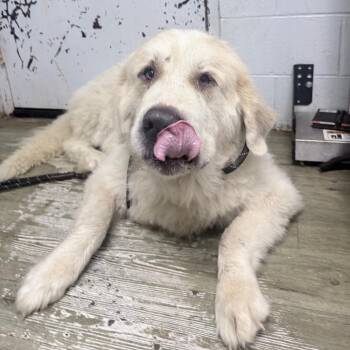 Charles -  Mixed Breed Dog for Adoption in Summerville, South Carolina - Charles | PetCurious