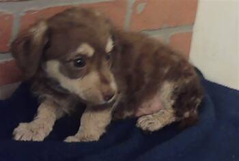 Dachshund and Mixed Breed Dogs Available for Adoption in Houston, Texas - BUTTERNUT | PetCurious