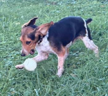 DiNozzo - Fostered in SE Nebraska -  Beagle Dog for Adoption in Overland Park, Kansas - DiNozzo - Fostered In SE Nebraska | PetCurious