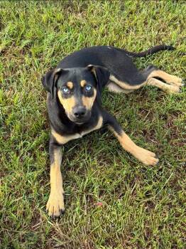 Millie -  Mixed Breed Dog for Adoption in Northwood, New Hampshire - Millie | PetCurious