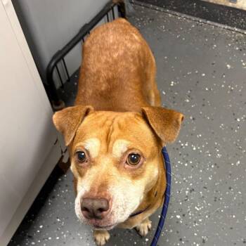 Lady -  Mixed Breed Dog for Adoption in Columbiana, Alabama - Lady | PetCurious