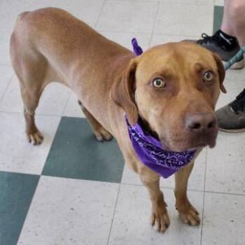 Remington -  Vizsla and Labrador Retriever Dog Available for Adoption in Birmingham, Alabama - Remington | PetCurious