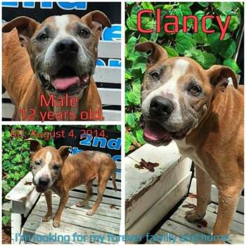 Clancy -  Mixed Breed Dog for Adoption in Boaz, Alabama - Clancy | PetCurious
