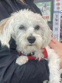 Maltese and Shih Poo Dogs Available for Adoption - Falcor | PetCurious