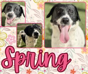 German Shorthaired Pointer and Mixed Breed Dogs Available for Adoption in Pearland, Texas - SPRING | PetCurious