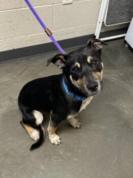 Rescue Mixed Breed Dogs for Adoption in Dekalb, Illinois - Yannis | PetCurious