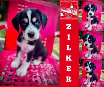 Cocker Spaniel Dogs Available for Adoption in Austin, Texas - Zilker | PetCurious