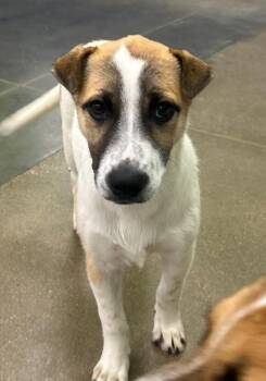 Gimbapi -  Australian Cattle Dog Blue Heeler Dog for Adoption in Fort Lupton, Colorado - Gimbapi | PetCurious