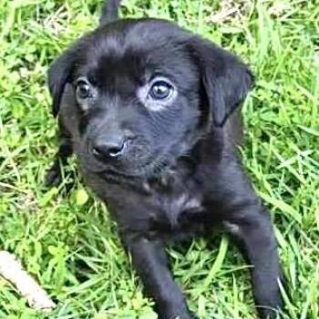 Spruce Evergreen -  Labrador Retriever Dog for Adoption in Andover, Massachusetts - Spruce Evergreen | PetCurious