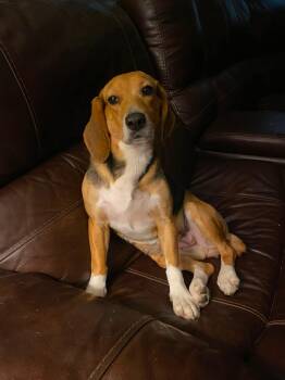 Lucy -  Beagle Dog for Adoption in Carmel Hamlet, New York - Lucy | PetCurious