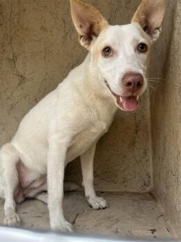 A480031 -  Carolina Dog and Mixed Breed Dog for Adoption in Oklahoma City, Oklahoma - A480031 | PetCurious