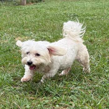 Dulce Deleche -  Maltese Dog for Adoption in Houston, Texas - Dulce Deleche | PetCurious