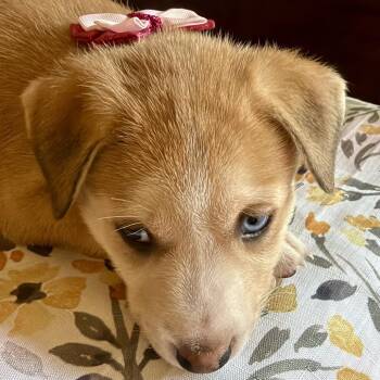 Queen Clarion* -  Shepherd Dog for Adoption in San Gabriel, California - Queen Clarion* | PetCurious