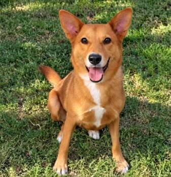 FeFe -  German Shepherd Dog Dog for Adoption in Houston, Texas - FeFe | PetCurious