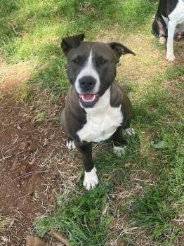 Pit Bull Terrier Dogs Available for Adoption in Mcarthur, California - Grace | PetCurious