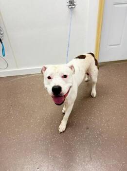 George -  Pit Bull Terrier and Mixed Breed Dog for Adoption in South Bend, Indiana - George | PetCurious