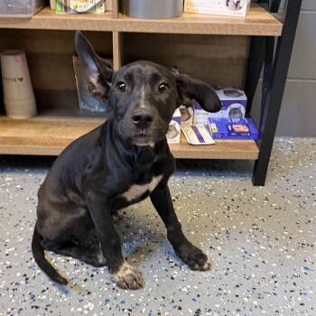 TUSC-Stray-84850_2 -  Pit Bull Terrier and Mixed Breed Dog for Adoption in Tuscaloosa, Alabama - TUSC-Stray-84850_2 | PetCurious