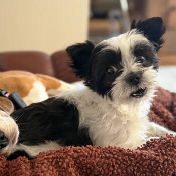 Cricket -  Shih Tzu Dog for Adoption in Chicago, Illinois - Cricket | PetCurious