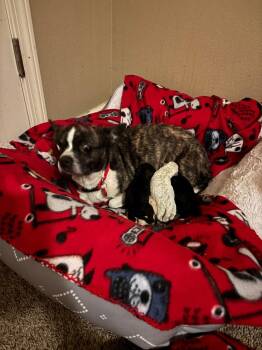 Boston Terrier and Chihuahua Dogs Available for Adoption - Mabrey | PetCurious