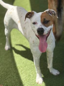 Luna -  Terrier Dog for Adoption in Hamilton, Ontario - Luna | PetCurious
