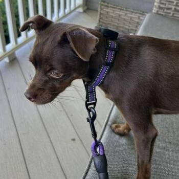 Zoey -  Chihuahua and Mixed Breed Dog for Adoption in Alma, Wisconsin - Zoey | PetCurious