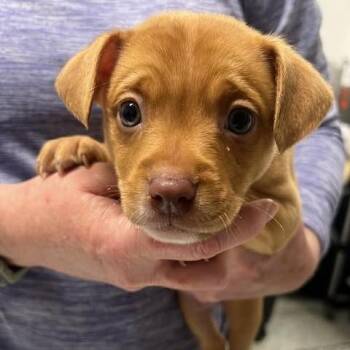 Mixed Breed Dogs Available for Adoption in Fredericksburg, Virginia - Fortson | PetCurious