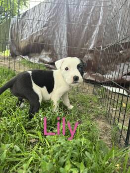 Lily -  Pit Bull Terrier Dog for Adoption in Russiaville, Indiana - Lily | PetCurious