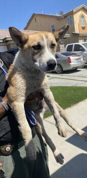 Jr -  Shepherd and Pit Bull Terrier Dog for Adoption in Victorville, California - Jr | PetCurious