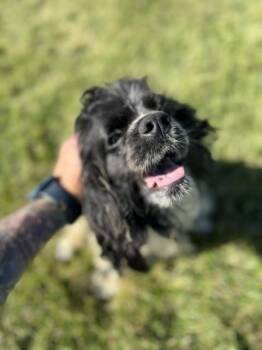 K.C. -  Cocker Spaniel Dog for Adoption in Bryan, Ohio - K.C. | PetCurious