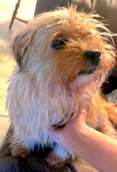 Bailey -  Shih Tzu and Yorkshire Terrier Dog for Adoption in Mount Airy, North Carolina - Bailey | PetCurious