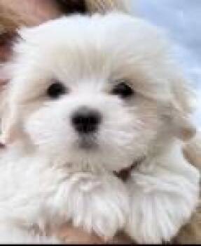 Gucci -  Coton De Tulear Dog for Sale in Big Rapids, Michigan - Gucci | PetCurious