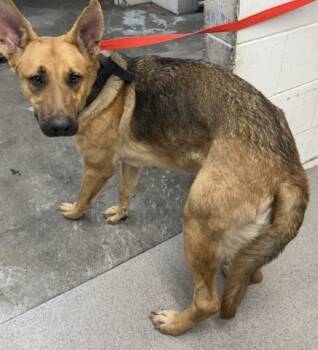 Rescue German Shepherd Dog and Mixed Breed Dogs for Adoption in San Bernardino, California - SANDY | PetCurious