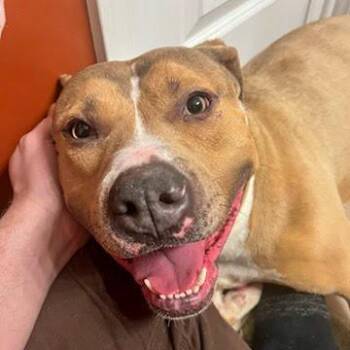 Pit Bull Terrier Dogs Available for Adoption - Nardo | PetCurious