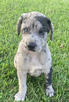 Diesel -  Catahoula Leopard Dog and Labrador Retriever Dog for Adoption in Glocester, Rhode Island - Diesel | PetCurious