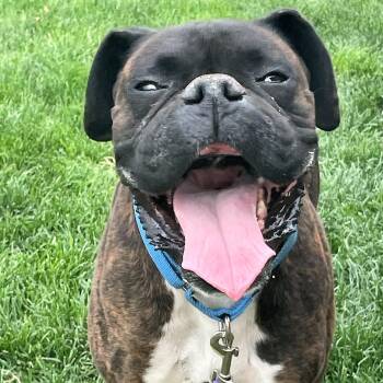 Rescue Boxer Dogs for Adoption in Kuna, Idaho - ROCKY | PetCurious