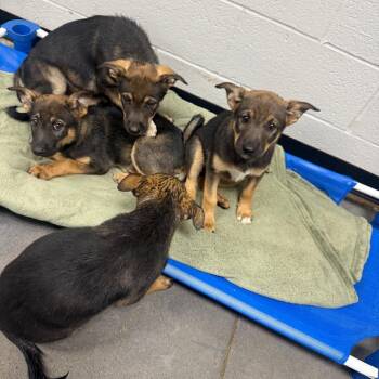Mercury -  Norwegian Elkhound and Australian Shepherd Dog for Adoption in Normal, Illinois - Mercury | PetCurious